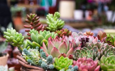 Go Green: Best Perennial Plants In South Africa