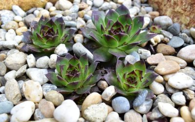 How To Use Decorative Stones In Your Garden
