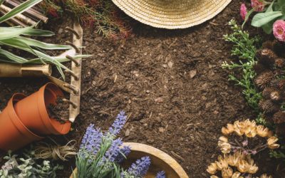Differences Between Lawn Dressing And Topsoil