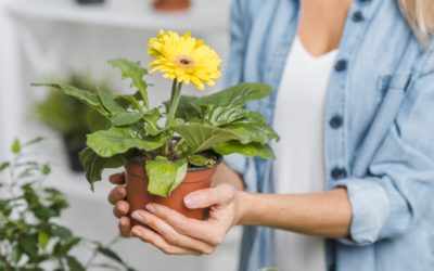 Top Tips For Planting In Pots With Potting Soil