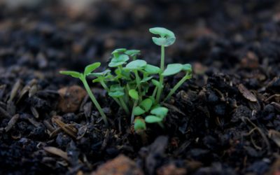 When And Why To Compost Your Garden