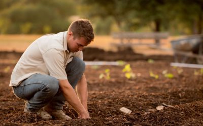 Benefits Of Using Wood Chips In Your Garden