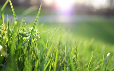 How To Effectively Use Lawn Dressing