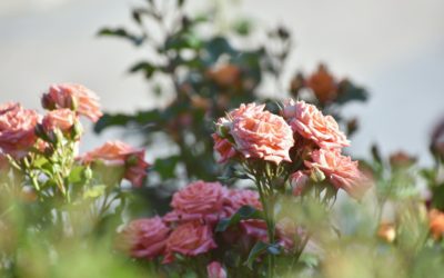 Fun Ideas For Landscaping With Roses