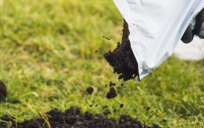 Mushroom Compost: Everything You Need To Know