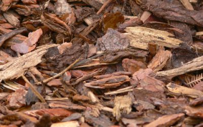 The Benefits of Bark Mulch in your Garden