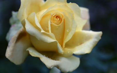 Benefits of Growing a Rose Garden