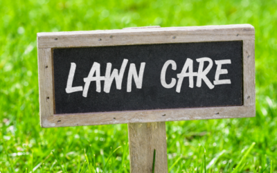 Nourish Your Lawn Naturally: The Power of Lawn Dressing