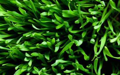 Over Fertilized Your Garden? What to Do next