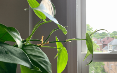Easy Indoor Plants