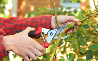 Pruning Your Trees Has Benefits – Part 1