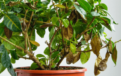 Signs my Plant is Unhappy