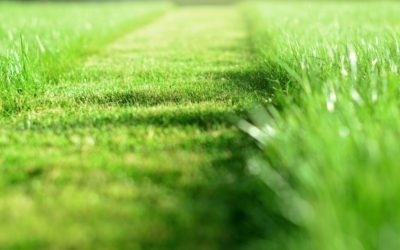 How To Look after and Maintain your Green Grass