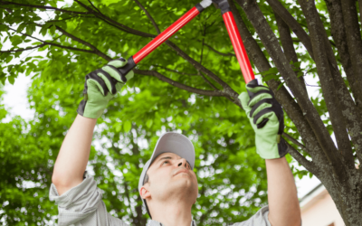 Pruning Your Trees Has Benefits – Part 2