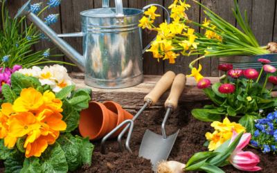 Difference Between Growing Plants in Pots and in the Ground?