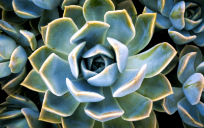 Succulents – Easy to Care For