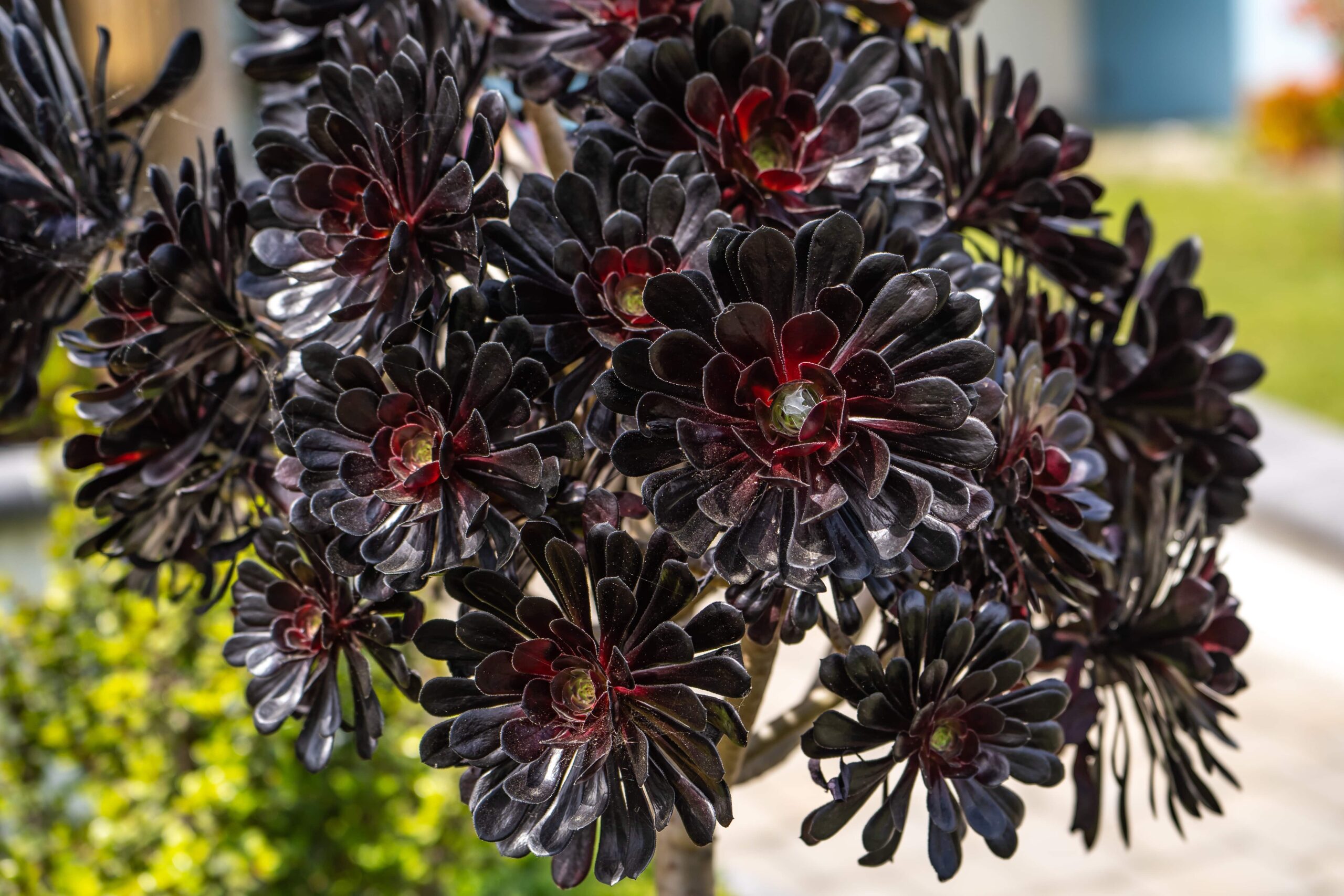 black rose