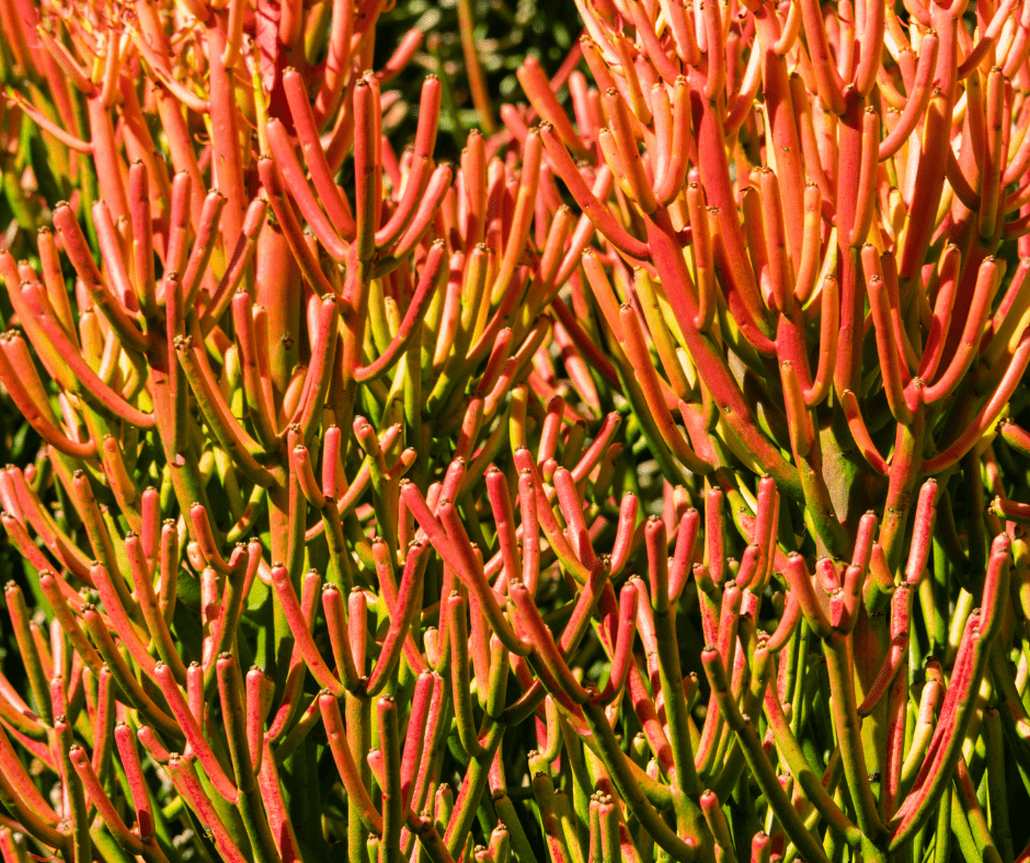 different types of succulents