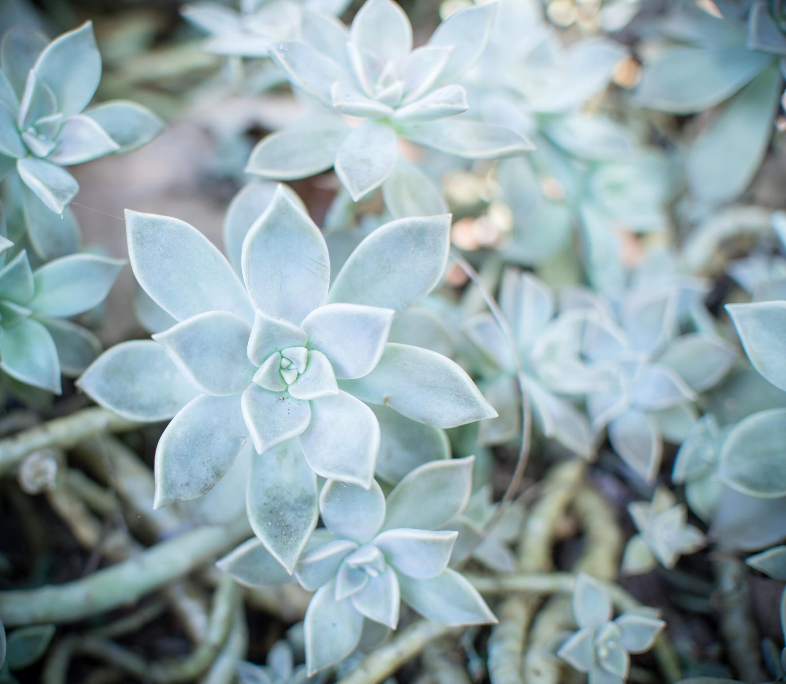 ghost plant