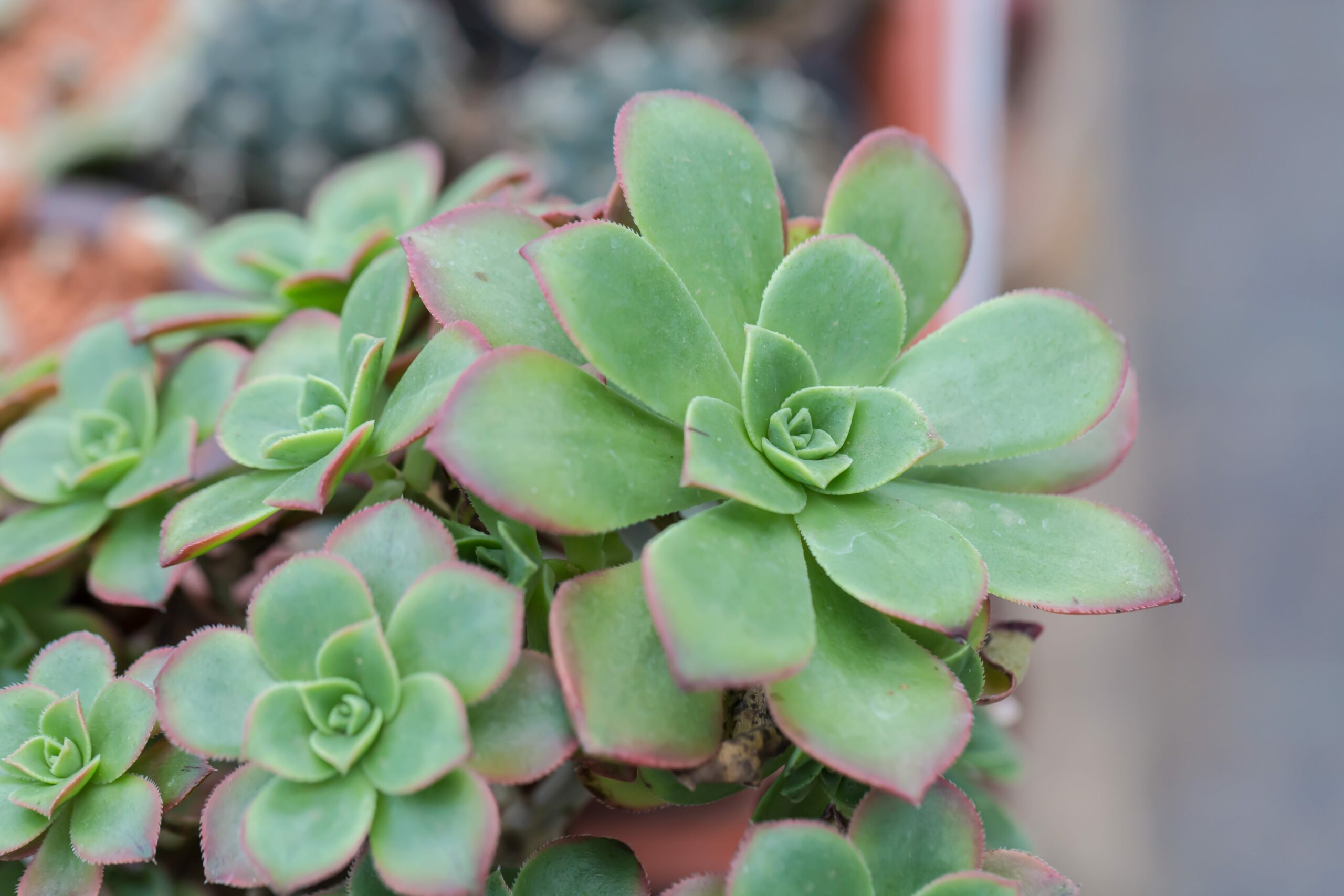 green pinwheel