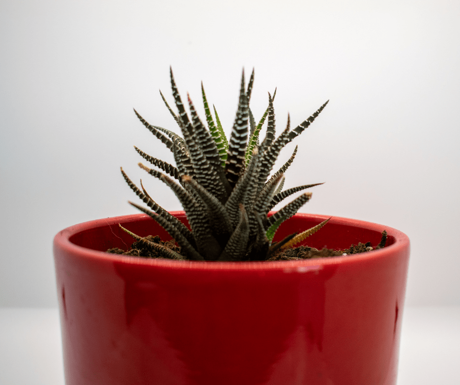 different types of succulents