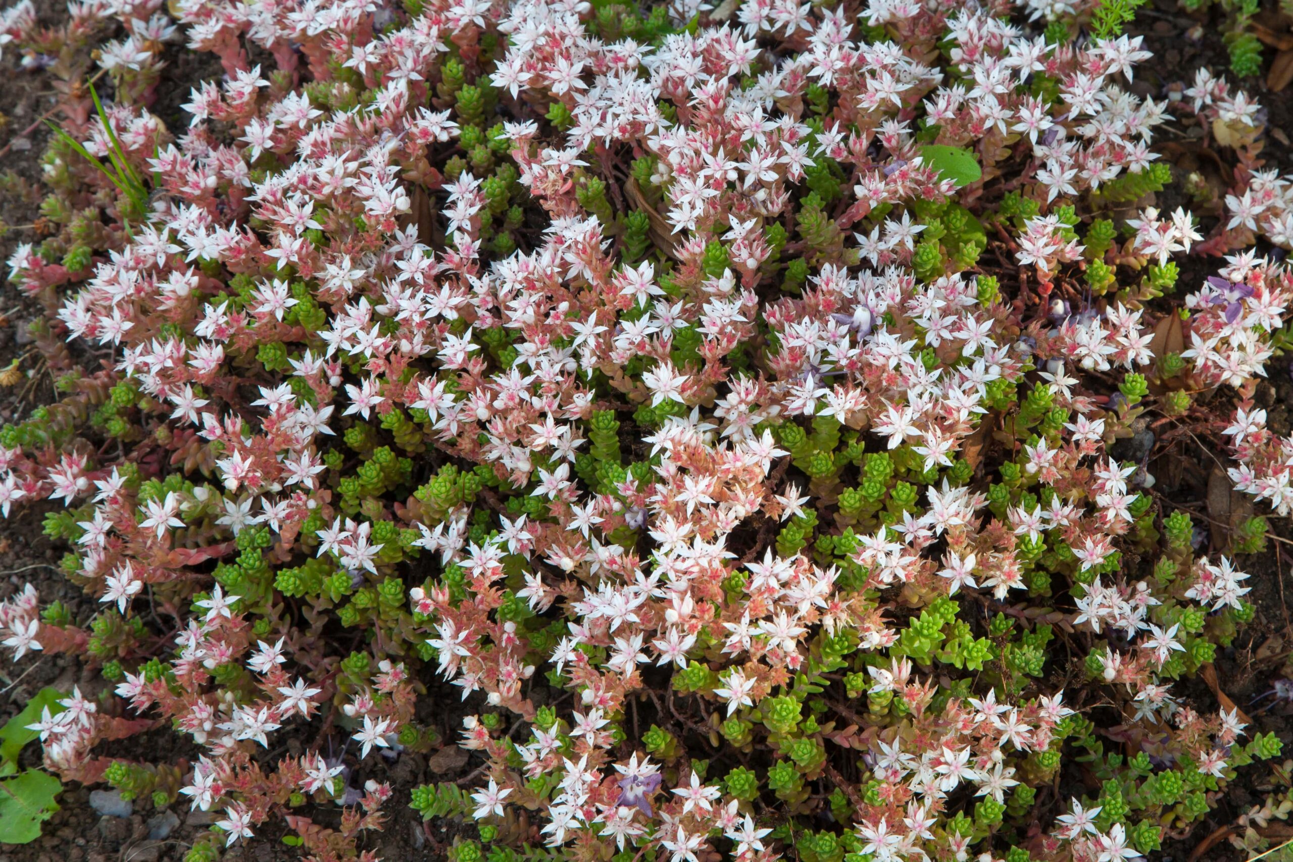 sedum