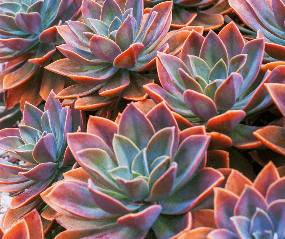 different types of succulents