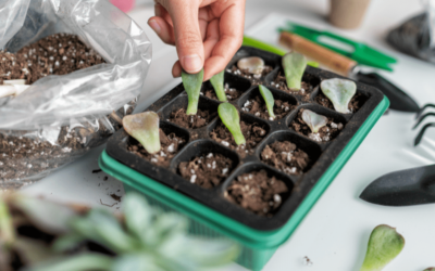 What is Plant Propagation?