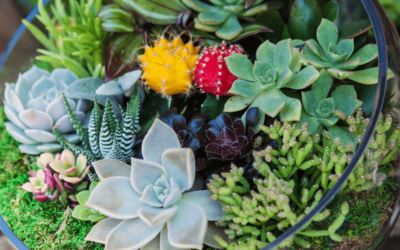 Different types of Succulents for Beginners