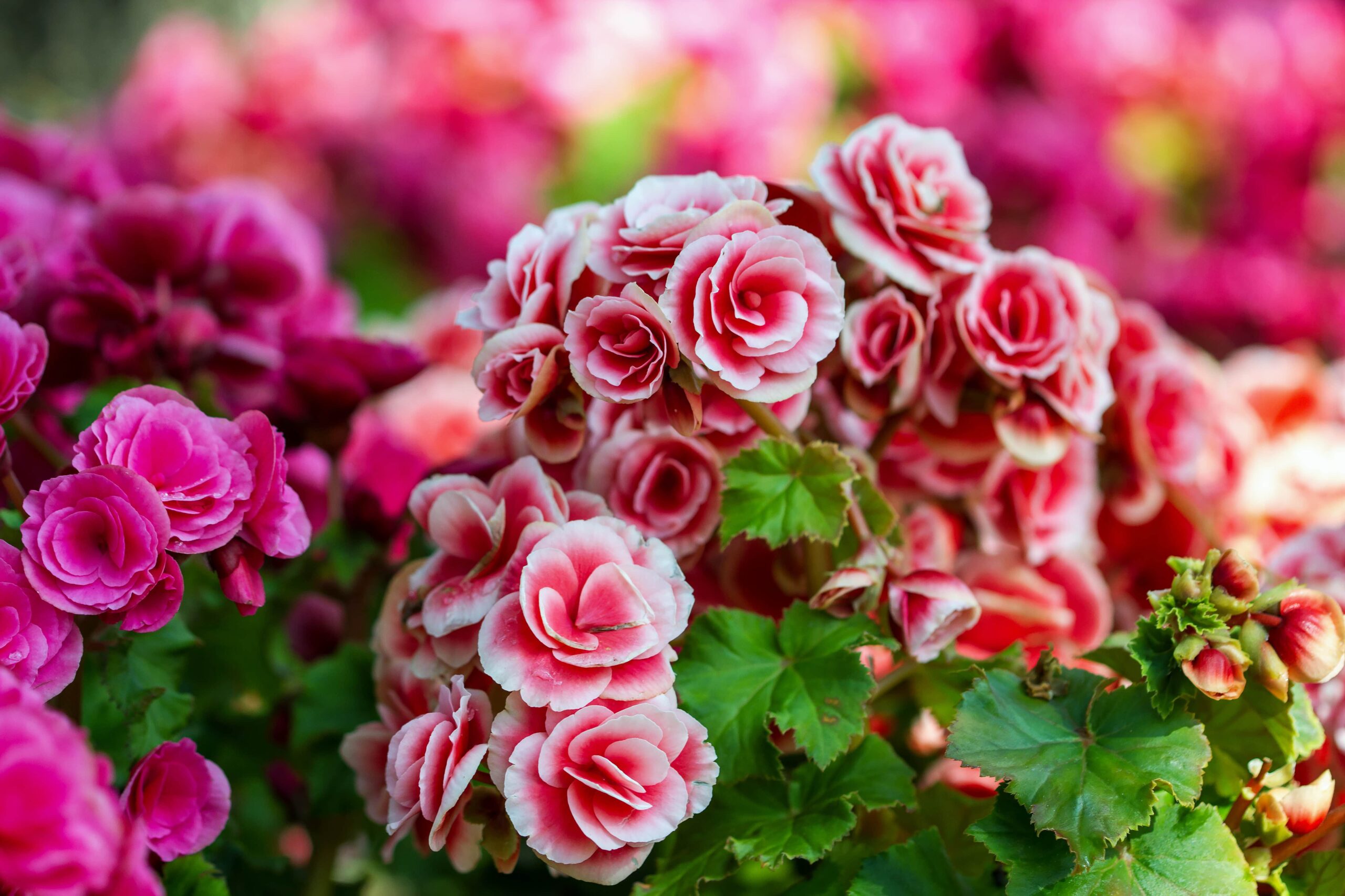 begonia