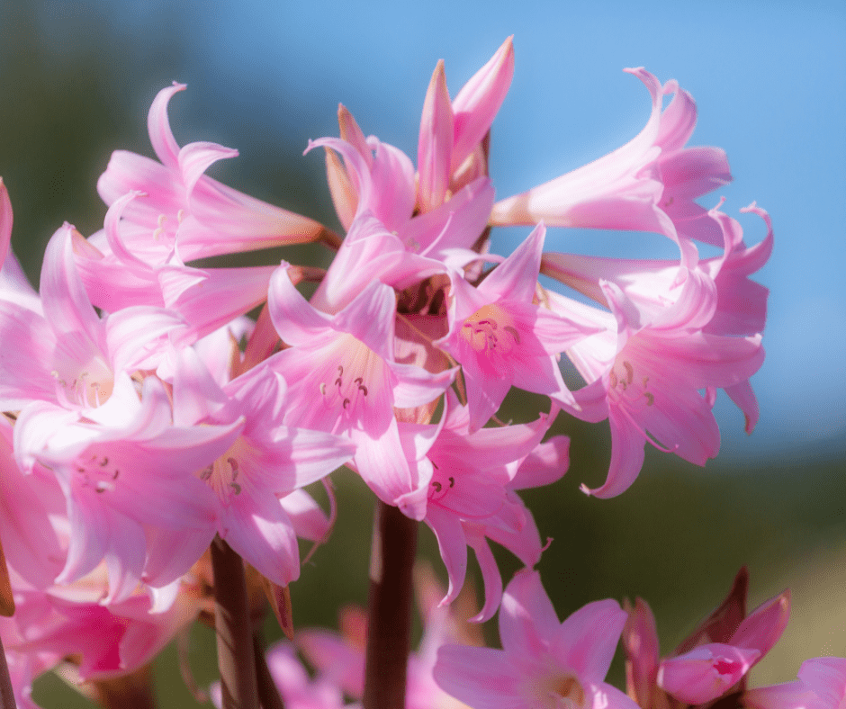 belladonna lillies