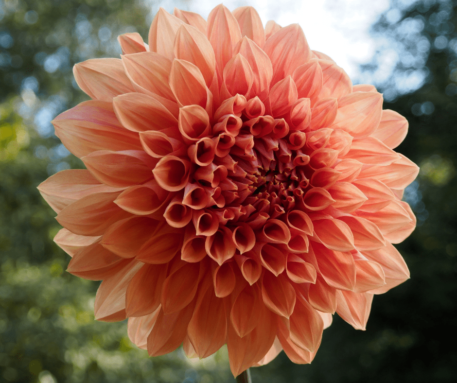 dahlia