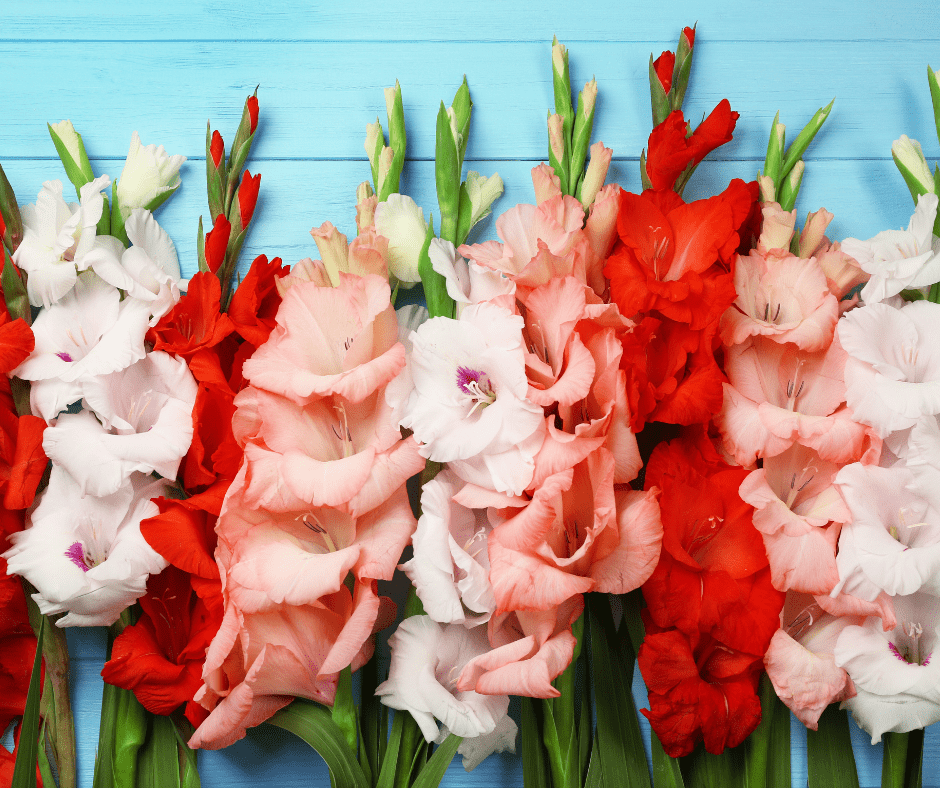 Gladiolus