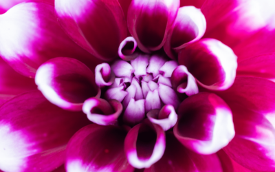 Which Bulbs Bloom in Summer?