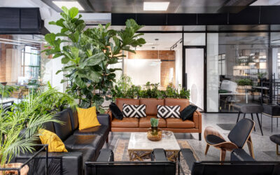Which Trees Grow Well Indoors?