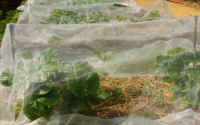 How to stop birds eating plants, naturally
