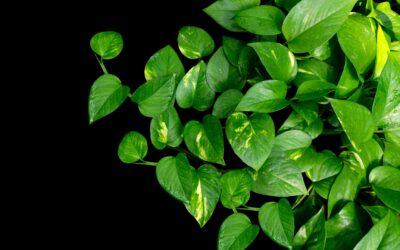 Different Types of Climber Plants