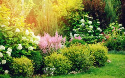 Easy Shrubs to Grow in South Africa