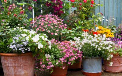 Easy Container Gardening