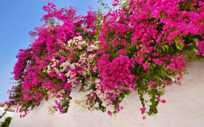 Bougainvillea in Cape Town