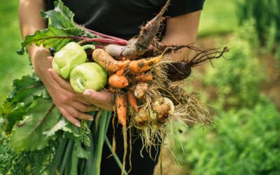 Vegetables to Plant in Spring, Cape Town